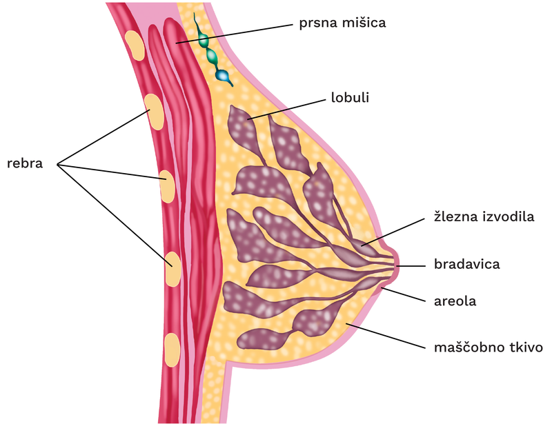 Anatomija dojke